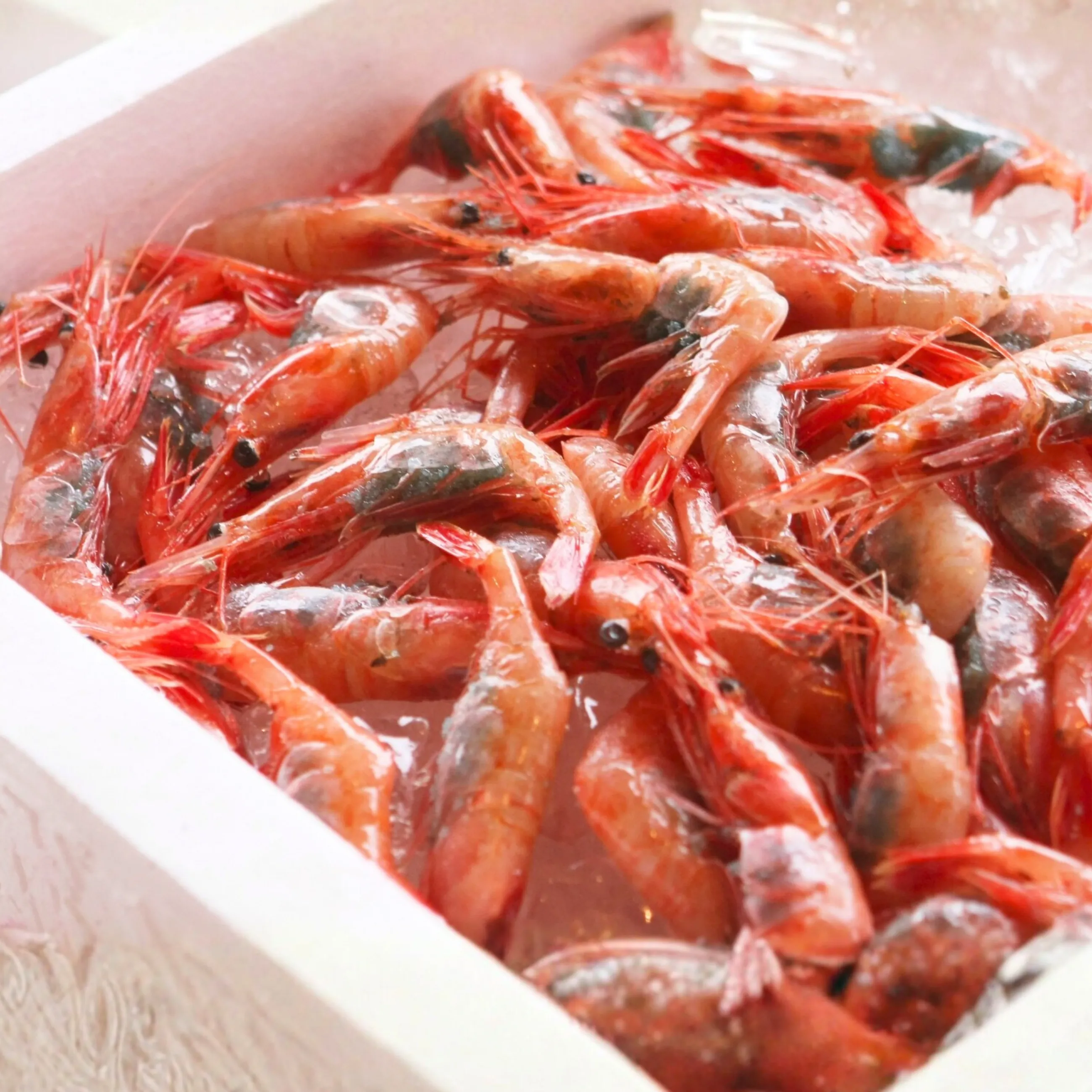 【1月～春先限定】【送料無料】【漁港直送】 富来西海漁協 朝どれ活〆甘エビ 50匹入り（かご漁）