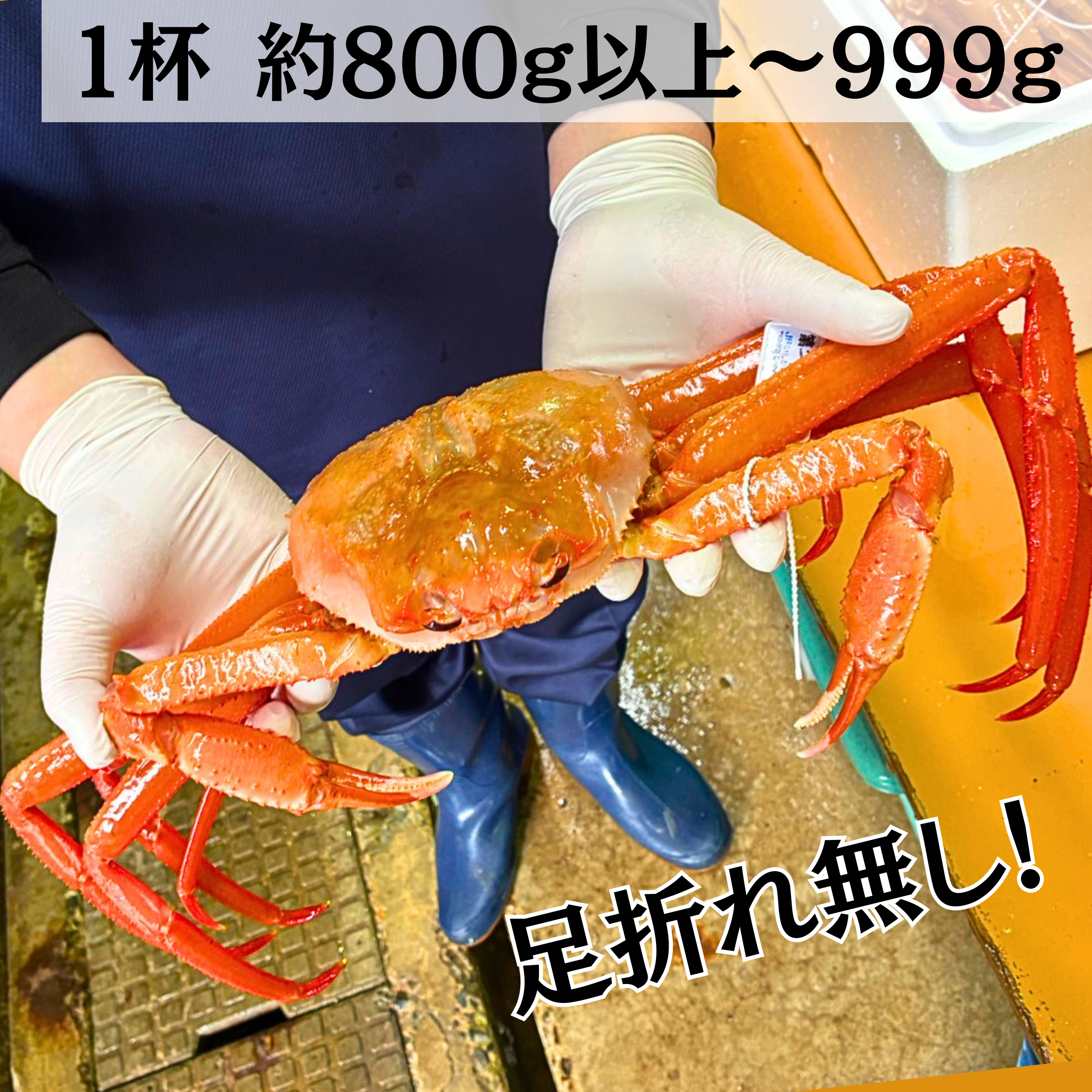紅ズワイガニ海老美さん専用 産地直送】西海漁港 活・紅ズワイガニ 大サイズ 2杯入｜金澤あるげん蔵