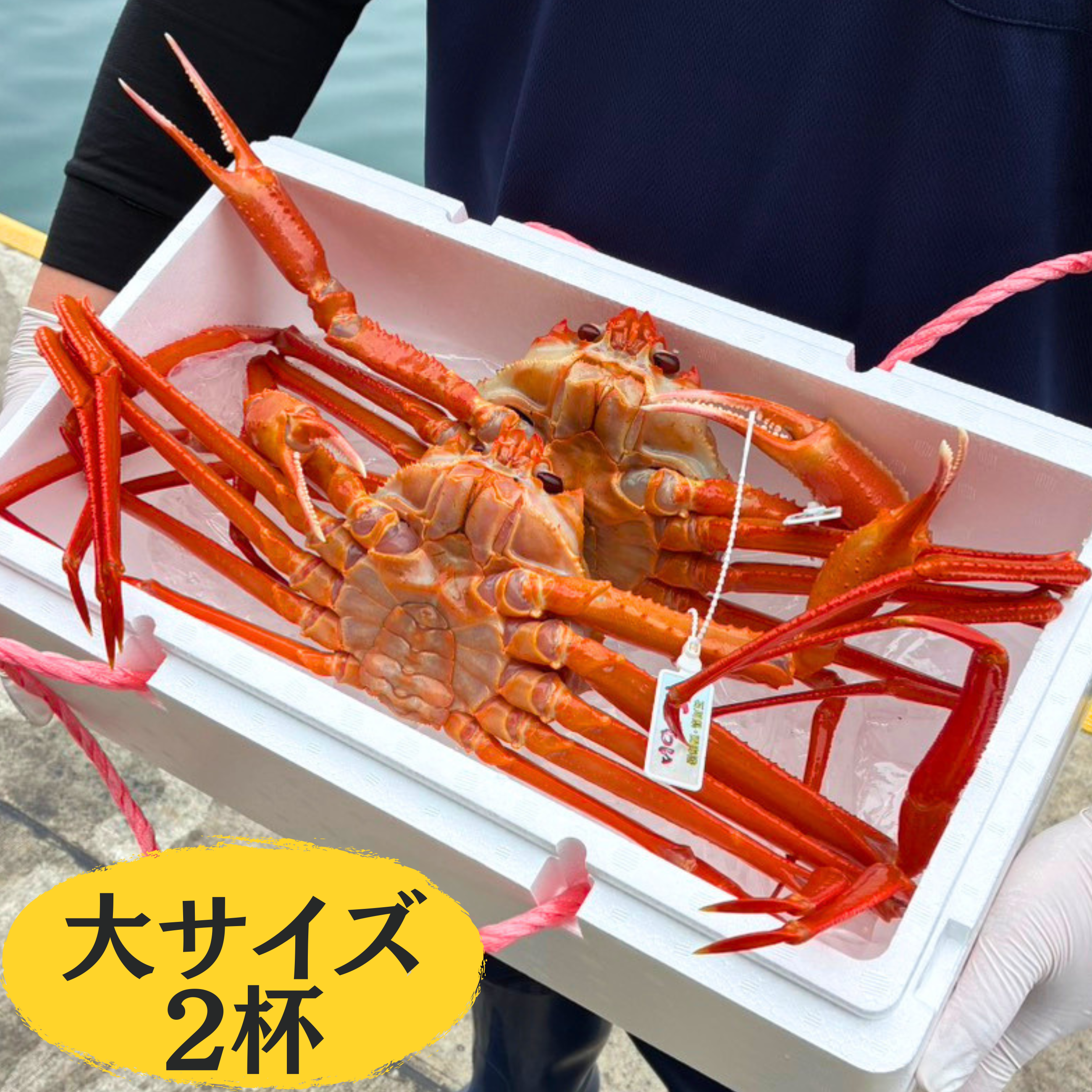 産地直送】西海漁港 活・紅ズワイガニ 大サイズ 2杯入｜金澤あるげん蔵