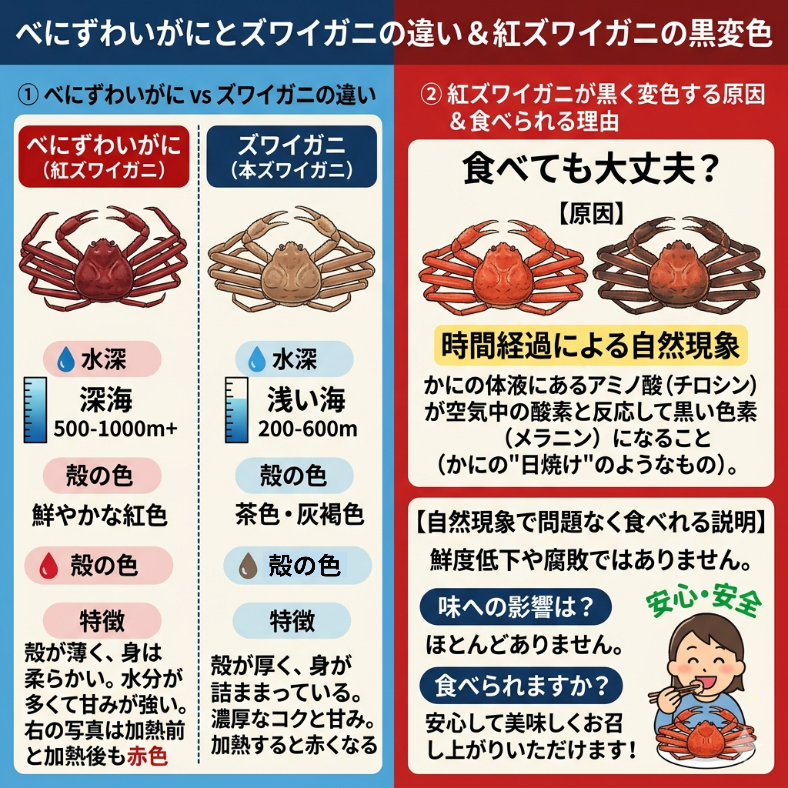 産地直送】西海漁港 活・紅ズワイガニ 大サイズ 2杯入｜金澤あるげん蔵