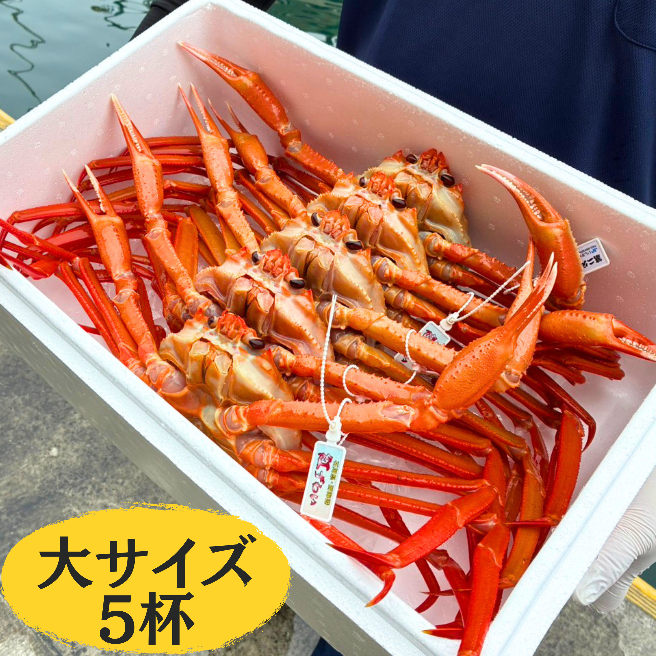 産地直送】西海漁港 活・紅ズワイガニ 大サイズ 5杯入｜金澤あるげん蔵