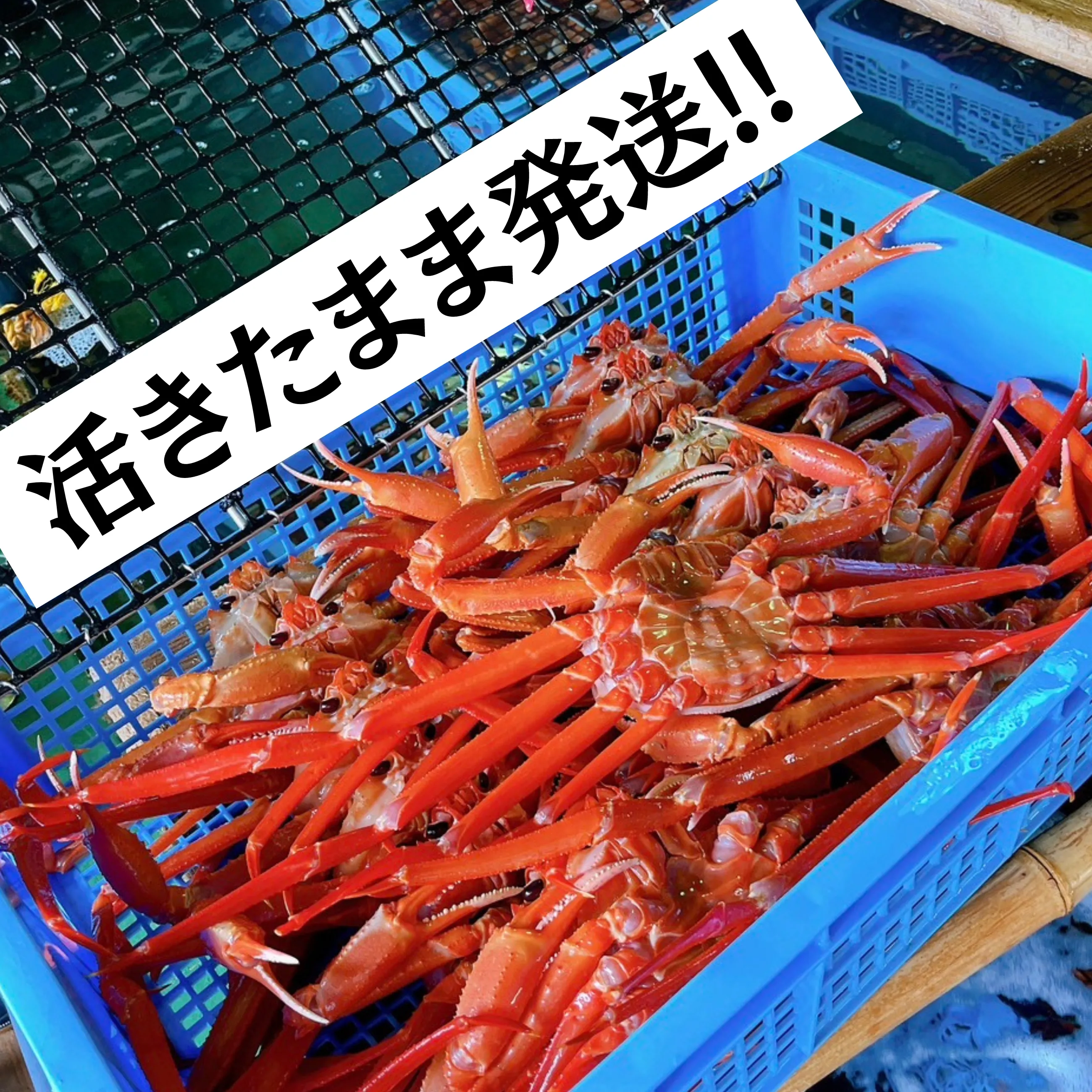 産地直送】西海漁港 活・紅ズワイガニ 大サイズ 5杯入｜金澤あるげん蔵