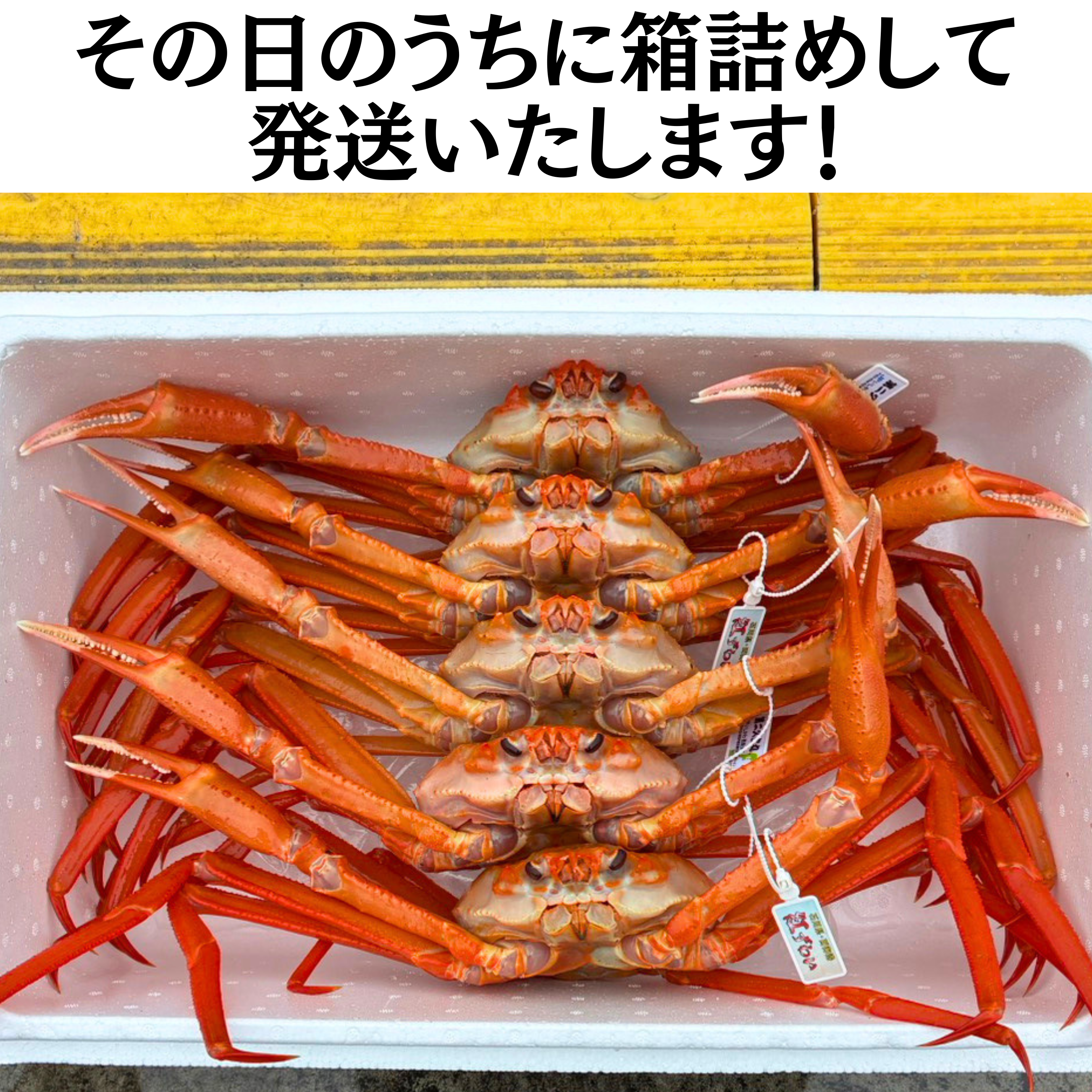 産地直送】西海漁港 活・紅ズワイガニ 大サイズ 5杯入｜金澤あるげん蔵