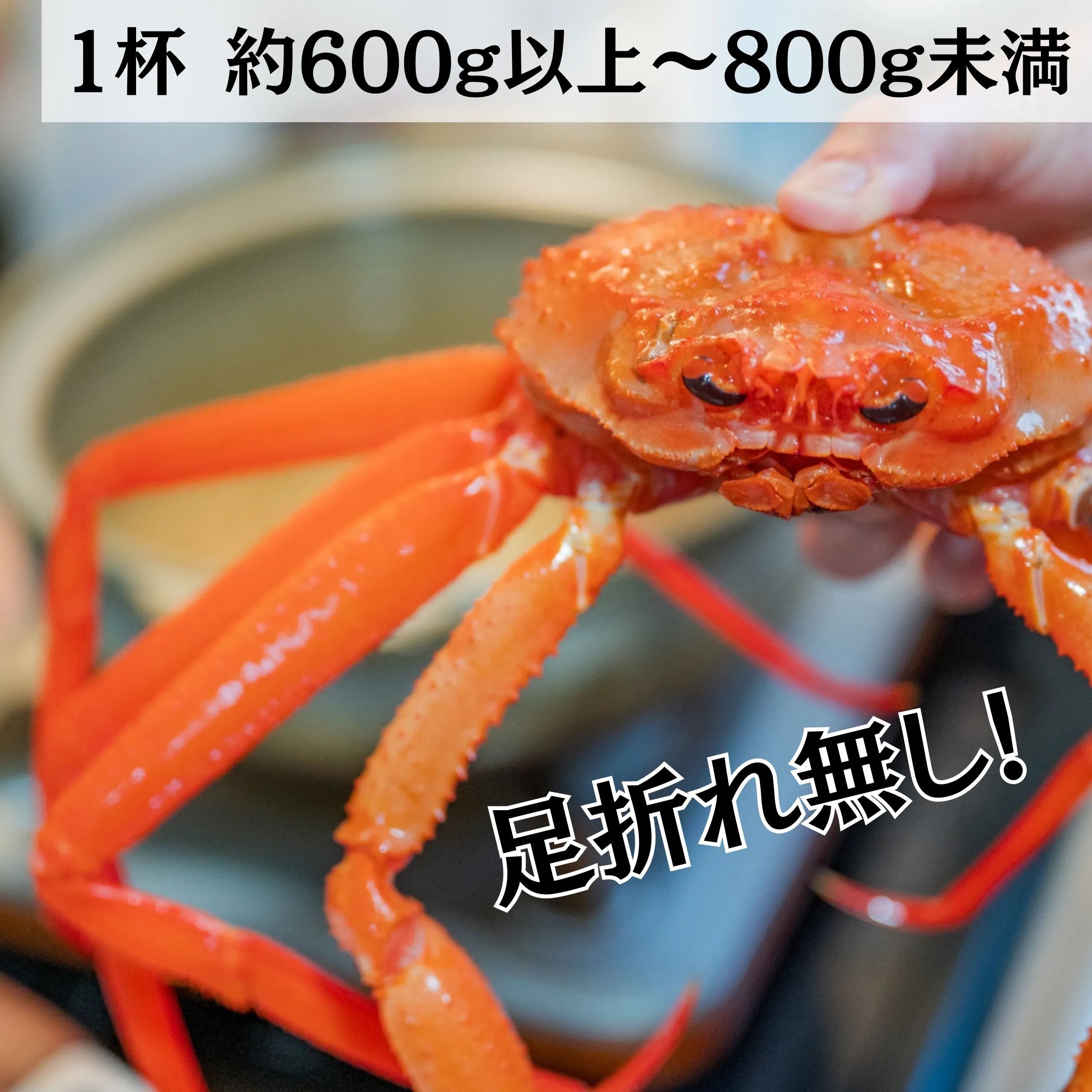 送料込】【能登】富来西海漁協直送！活きたまま発送！ 活 紅ズワイガニ