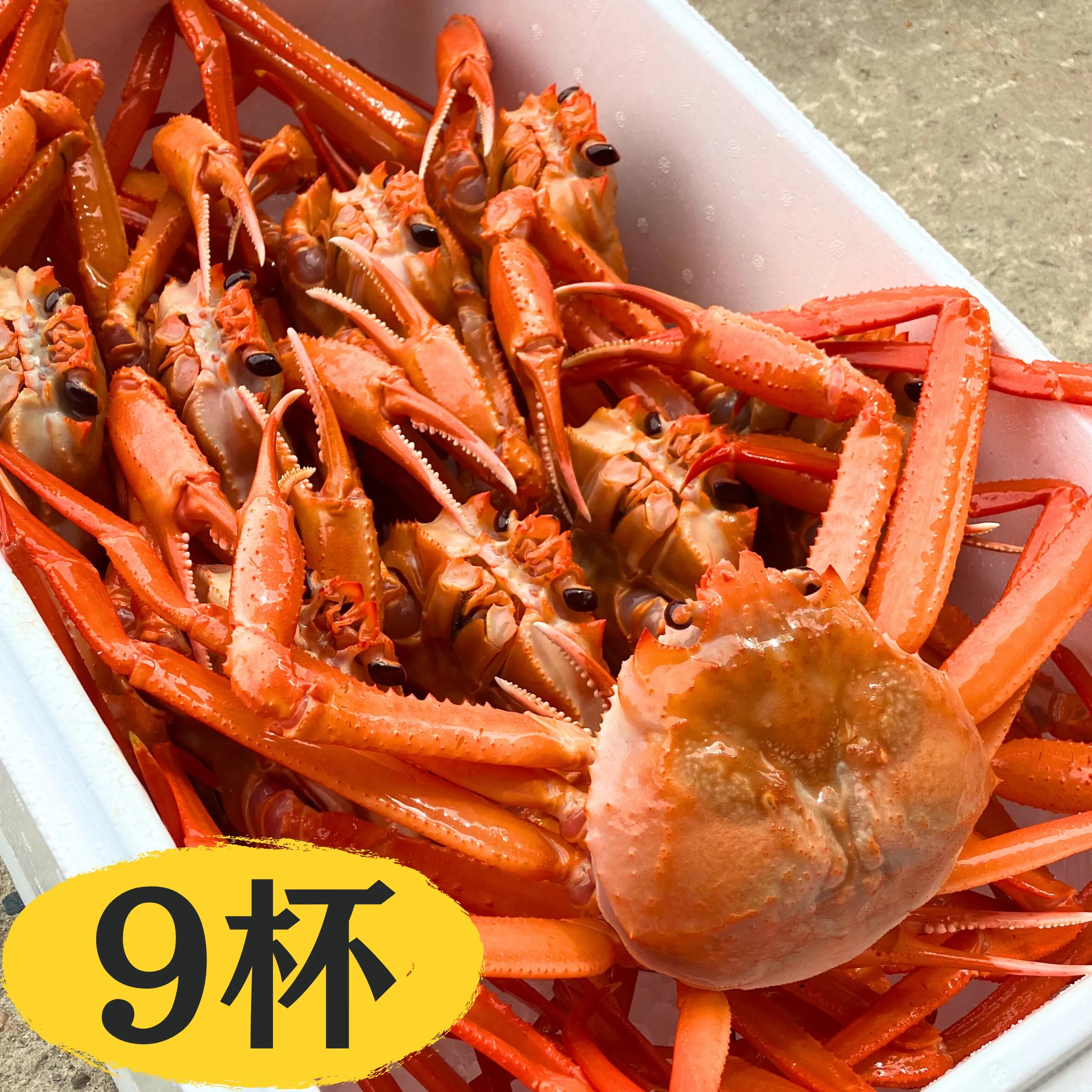 送料込】【能登】富来西海漁協直送！活きたまま発送！ 活 紅ズワイガニ