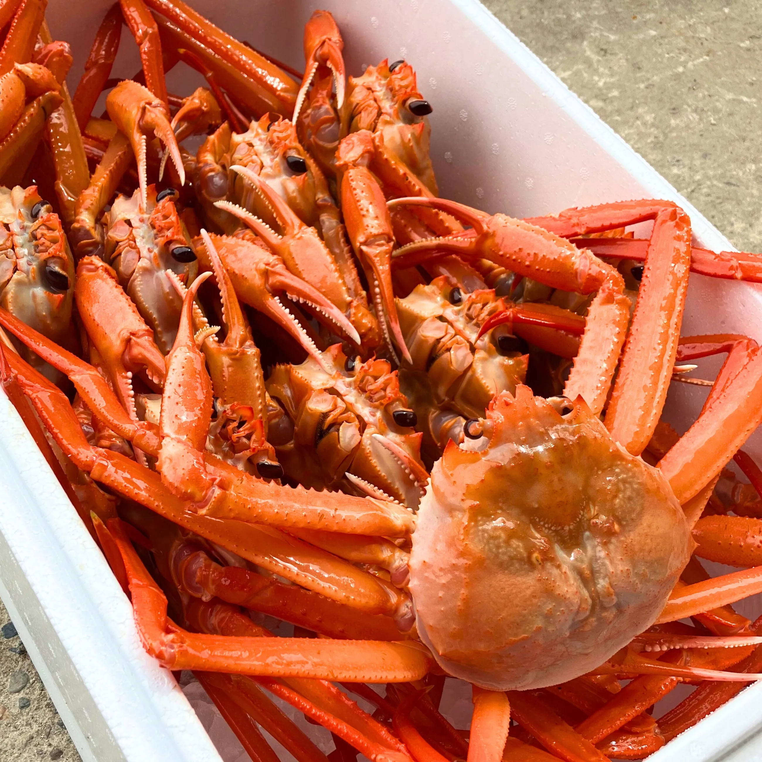 送料込】【能登】富来西海漁協直送！活きたまま発送！ 活 紅