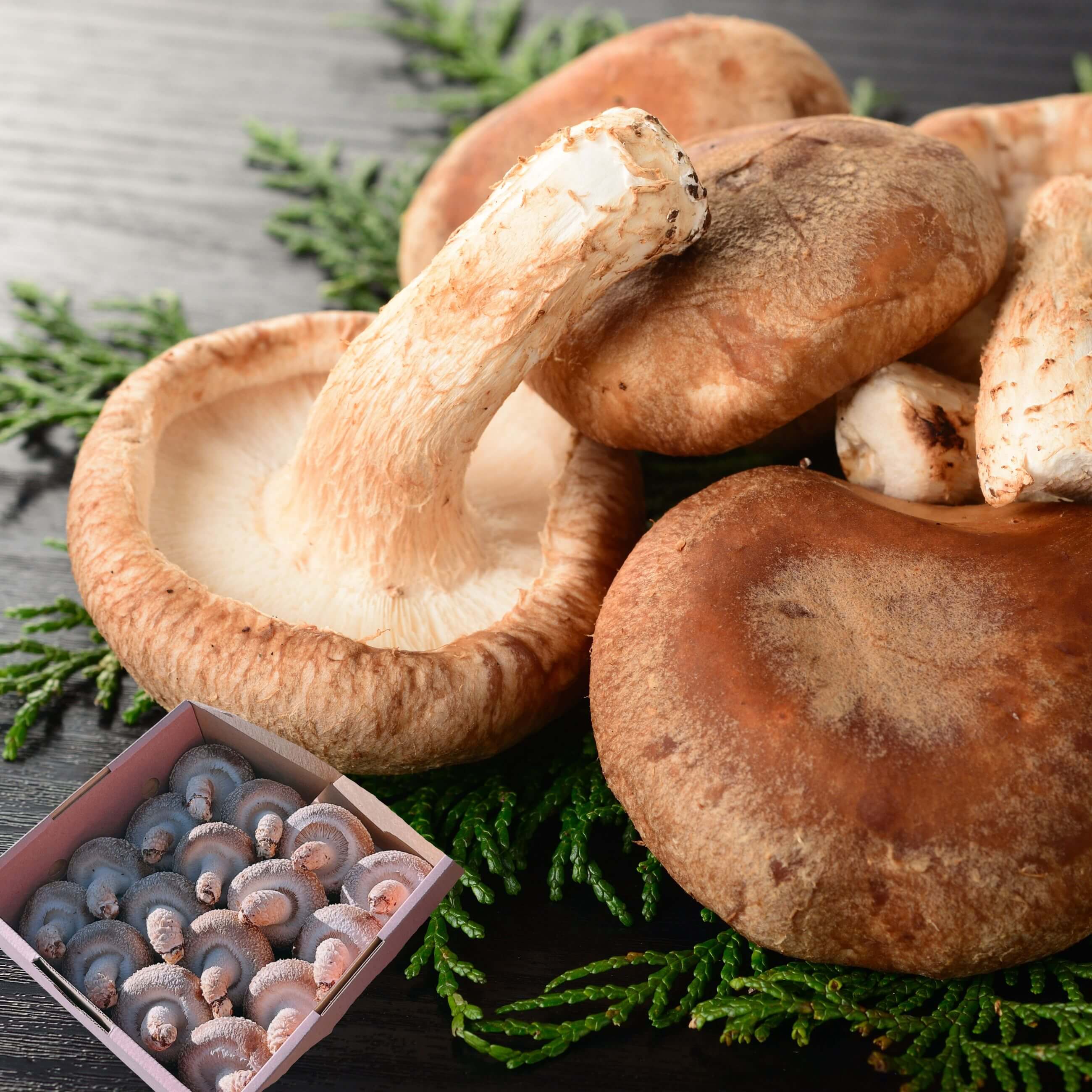 【送料無料】【奥能登】【無農薬】朝採れ！のとっこ肉厚生しいたけ（菌床) 特製スタンダードパック １６枚入り