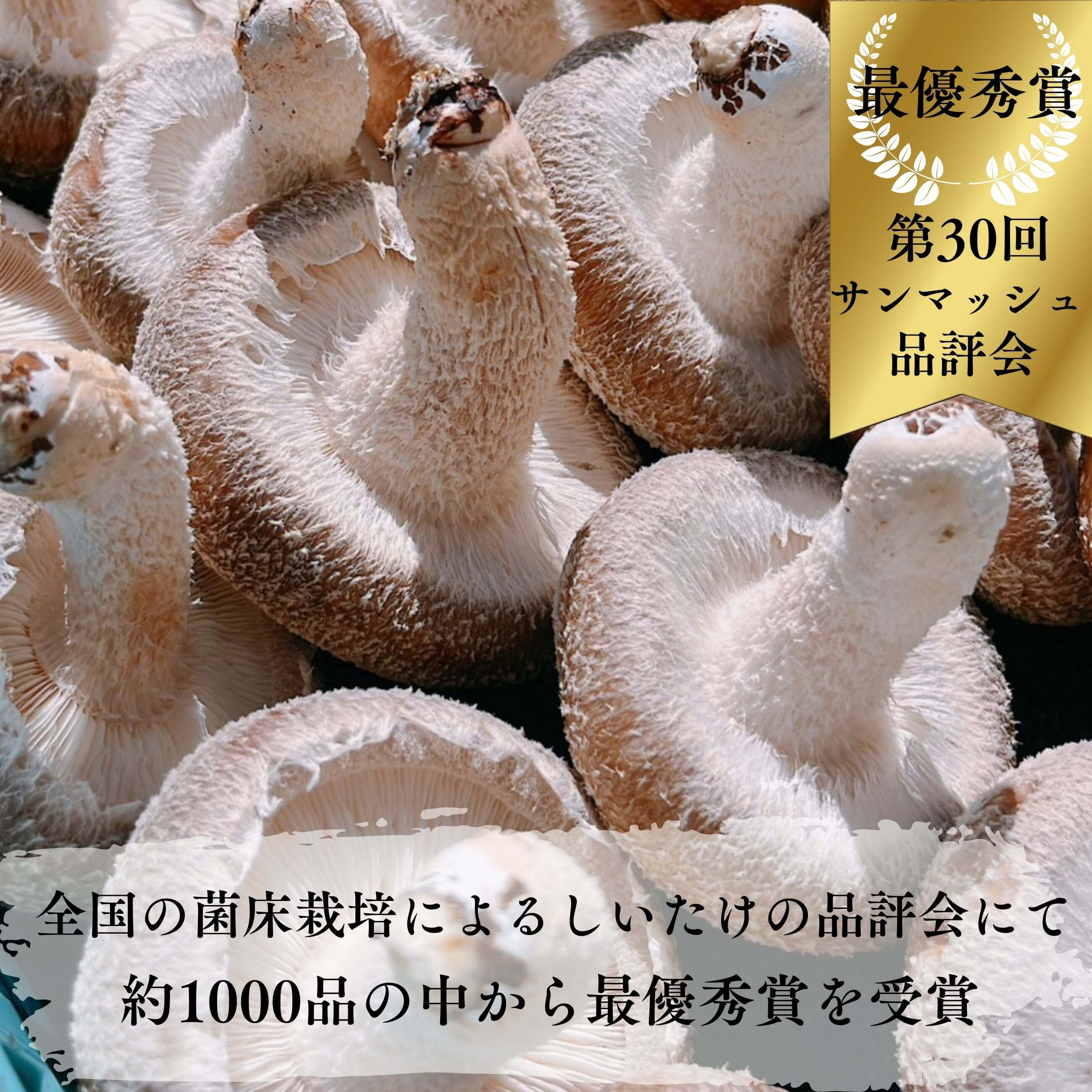 奥能登 無農薬 朝採れ 生しいたけ 300g×2｜のとっこ肉厚椎茸