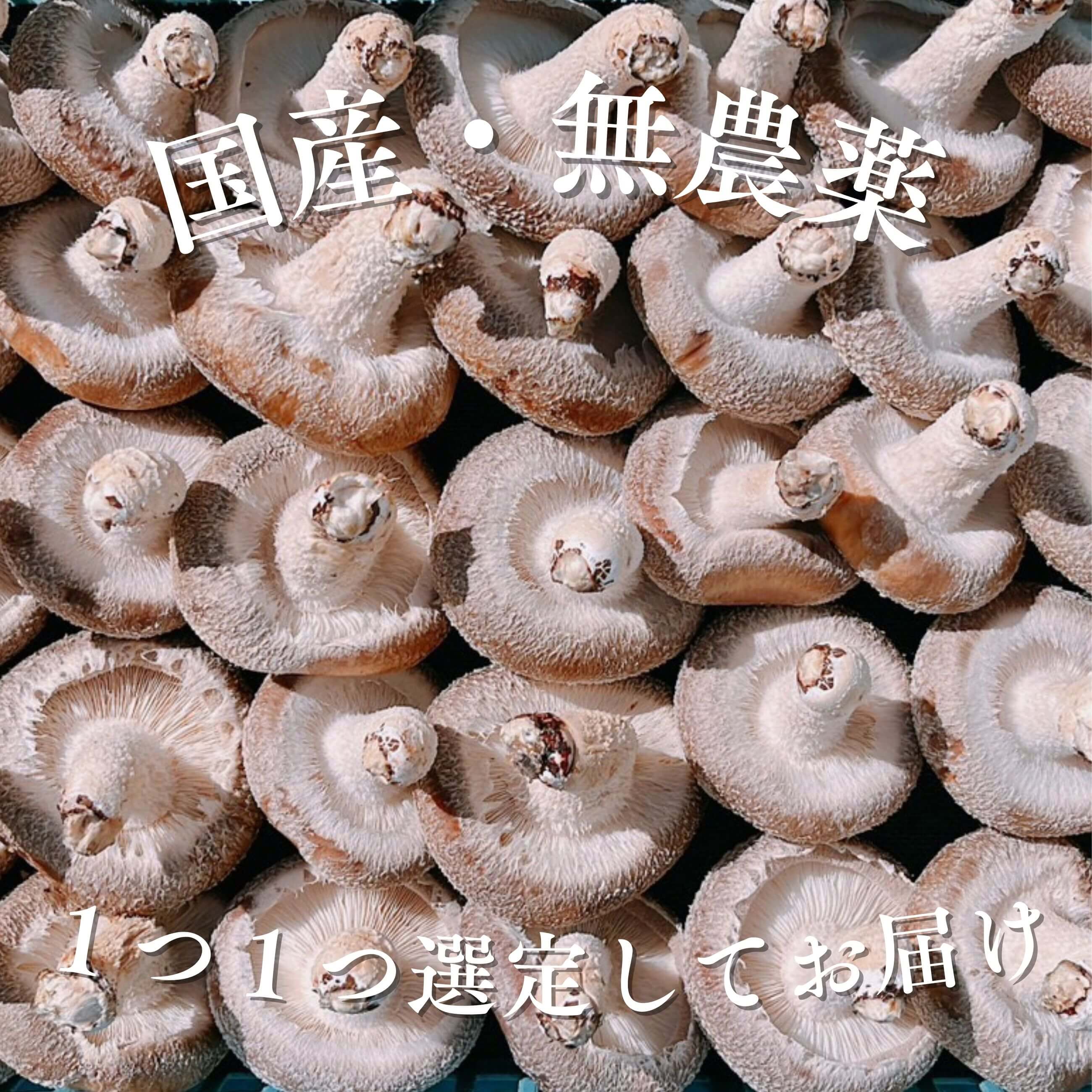 奥能登 無農薬 朝採れ 生しいたけ 300g×2｜のとっこ肉厚椎茸