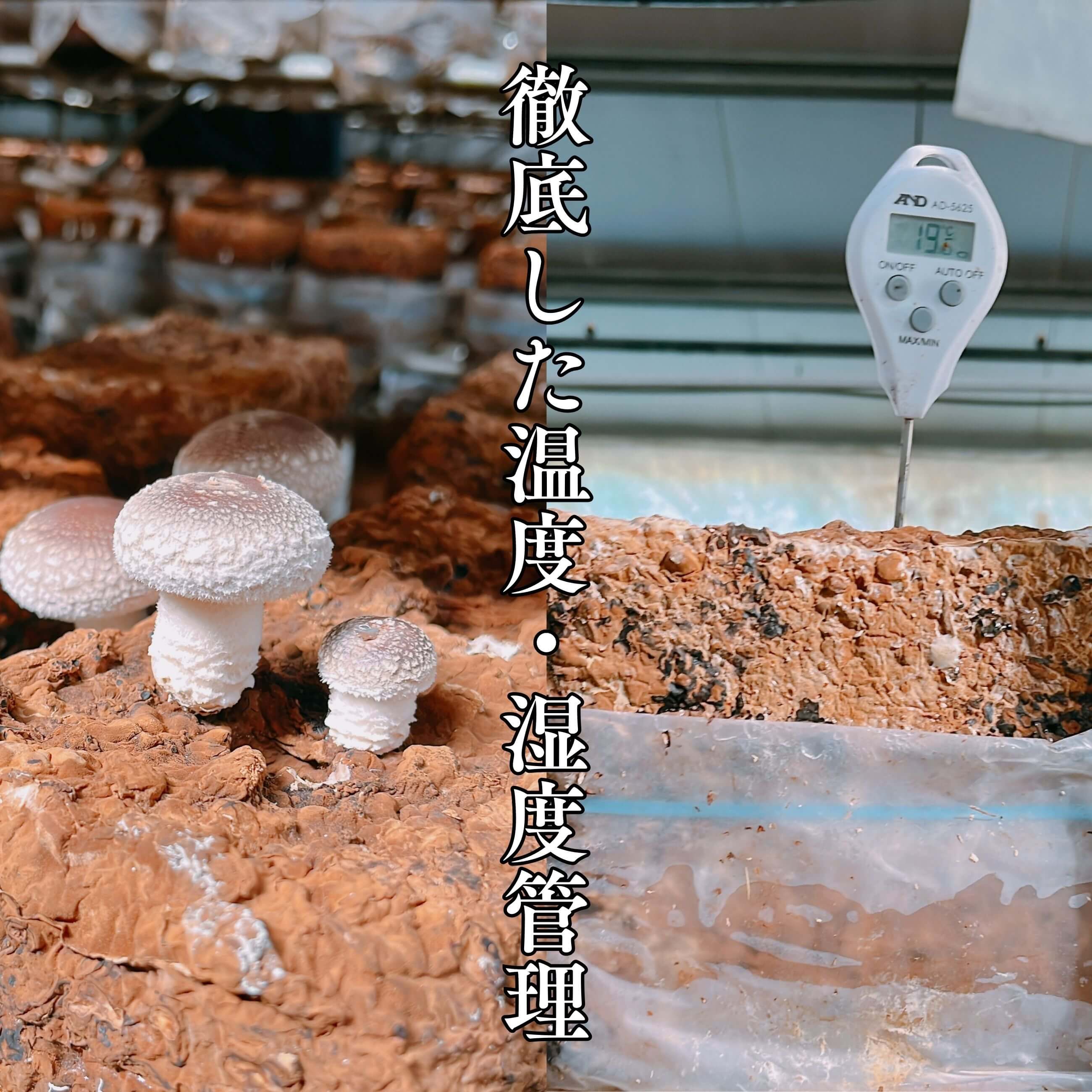 奥能登 無農薬 朝採れ 生しいたけ 300g×2｜のとっこ肉厚椎茸