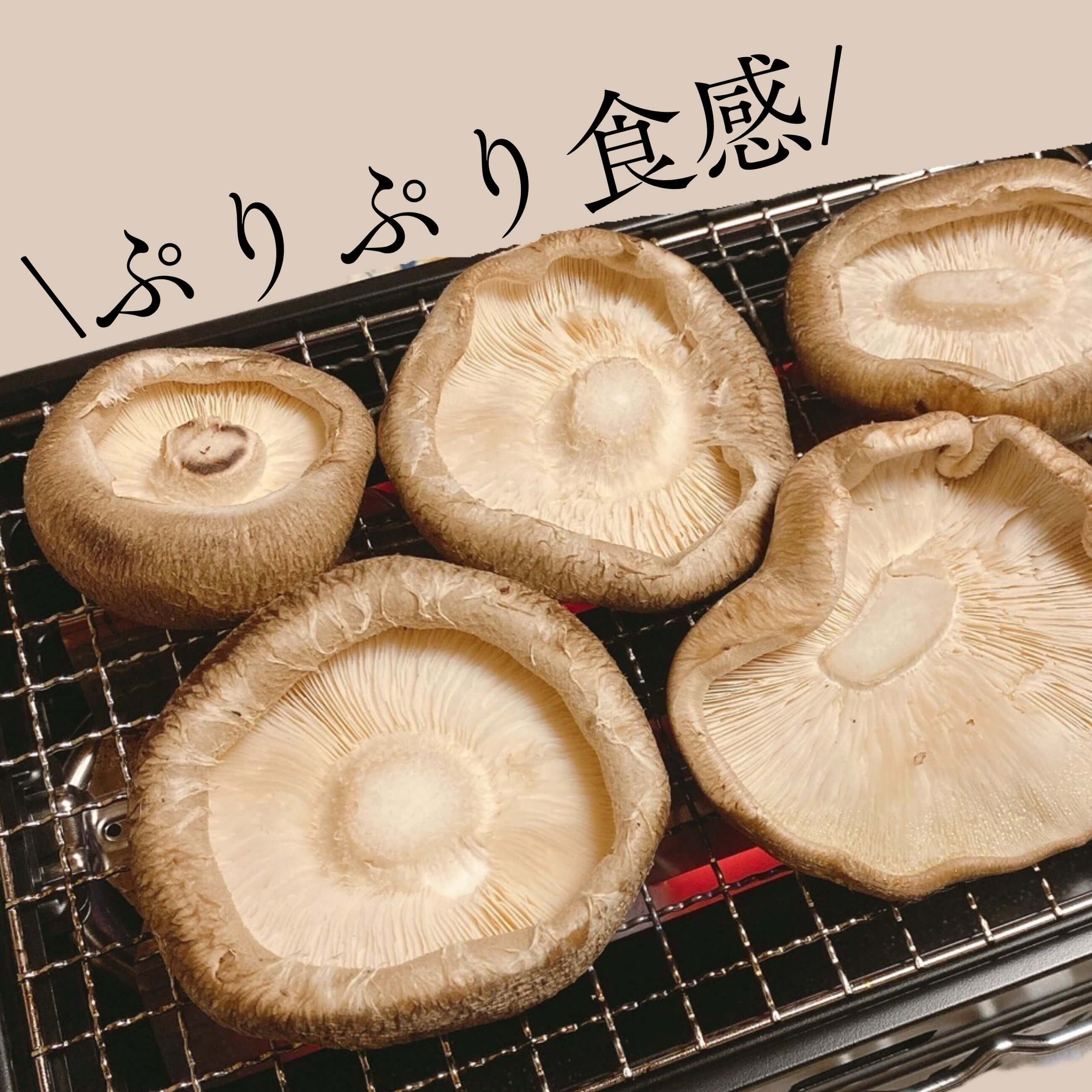 奥能登 無農薬 朝採れ 生しいたけ 300g×2｜のとっこ肉厚椎茸
