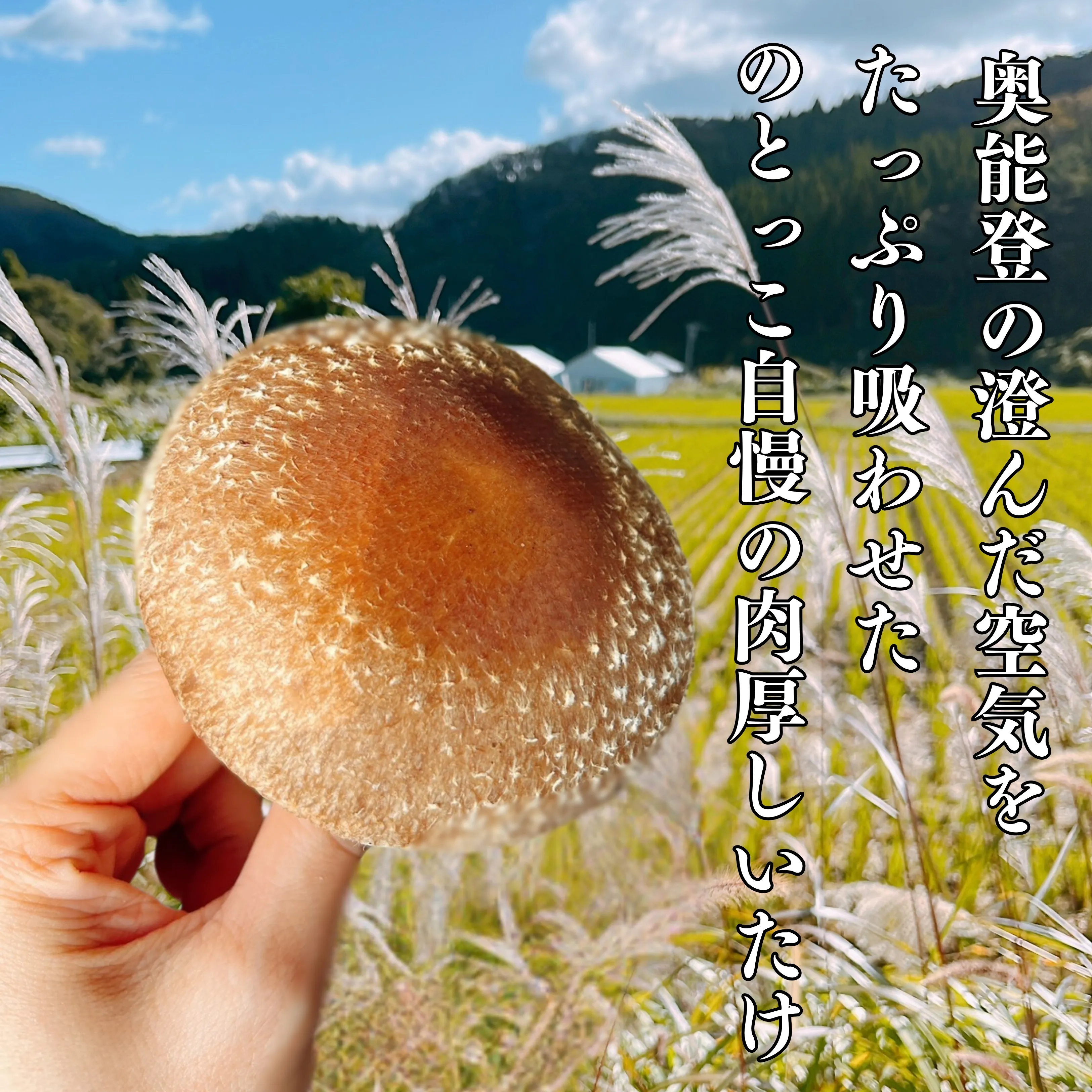 奥能登 無農薬 朝採れ 生しいたけ 300g×2｜のとっこ肉厚椎茸