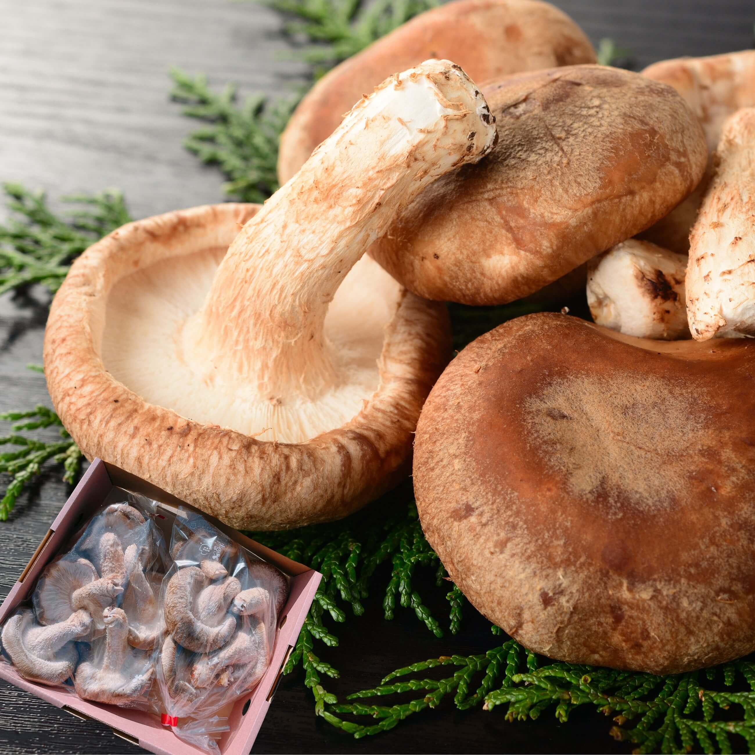 【送料無料】【奥能登】【無農薬】朝採れ！のとっこ肉厚生しいたけ（菌床) 農家さんにおまかせフリーサイズ（300ｇ×2パック）