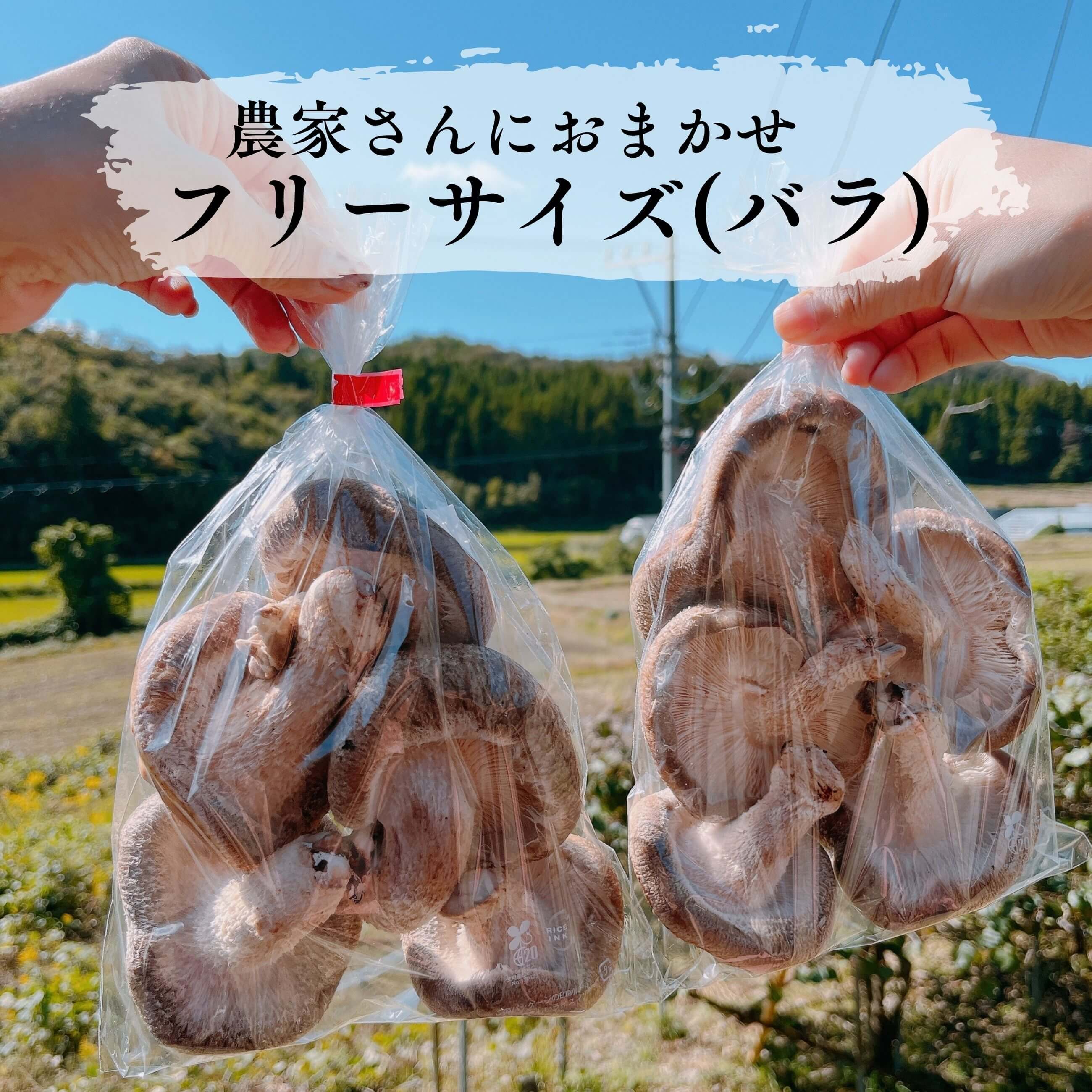 奥能登 無農薬 朝採れ 生しいたけ 300g×2｜のとっこ肉厚椎茸