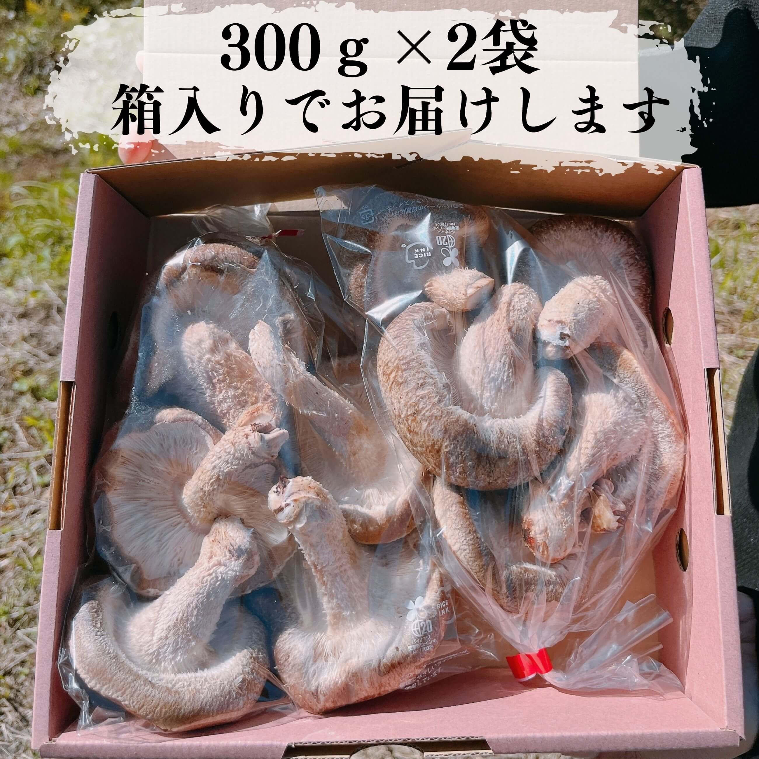 奥能登 無農薬 朝採れ 生しいたけ 300g×2｜のとっこ肉厚椎茸