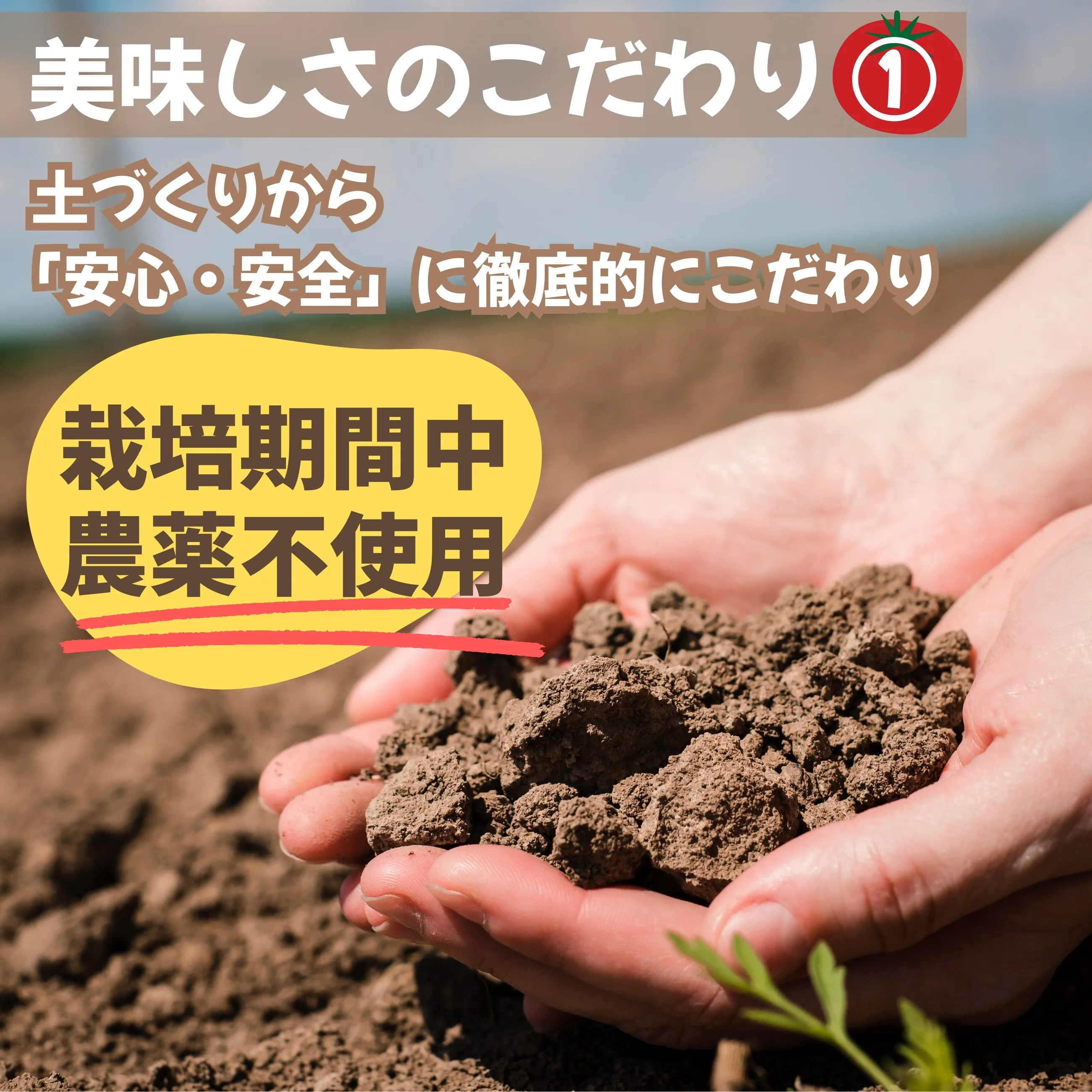 送料無料】能登 しあわせのトマト 1kg｜甘い高糖度アイコ 無農薬 お