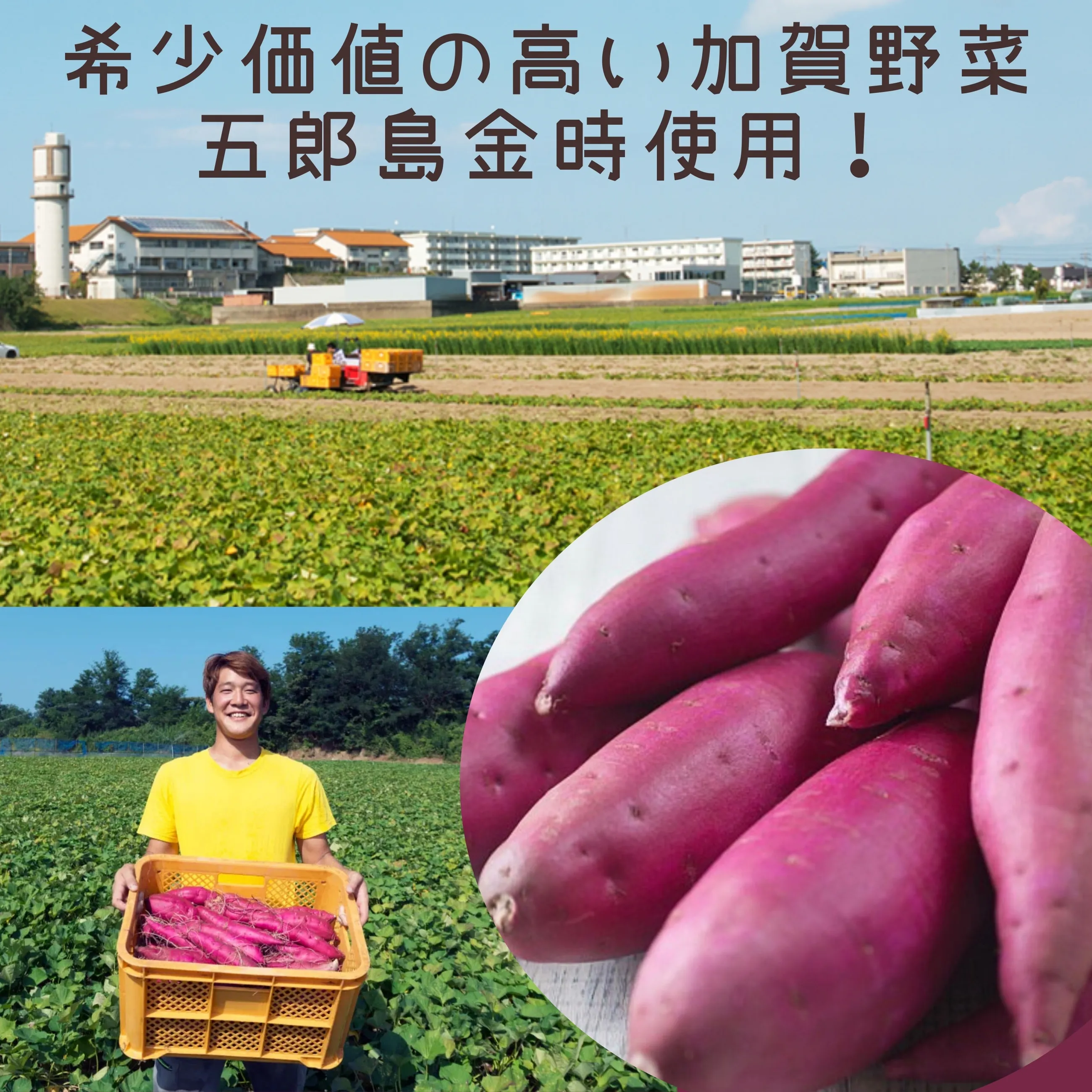 送料無料】【金沢】【加賀野菜】ふわふわの食感がたまらない！五郎島金 